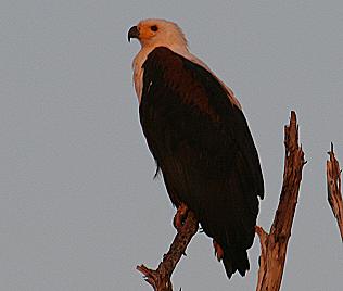 Schreiseeadler, African Fish Eagle, Haliaeetus voicifer